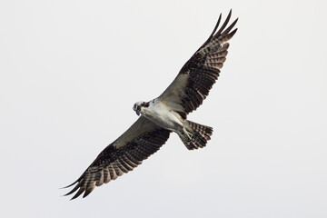 Osprey fishing hawk flying high in the sky