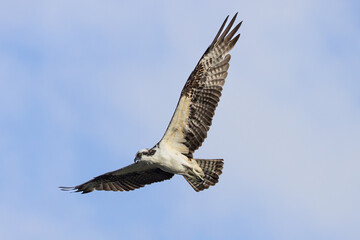 Osprey fishing hawk flying high in the sky