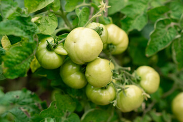 Green Tomatoes Growing on a Vine in a Home Garden During Summer