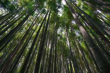Fototapeta premium Green Bamboo Canopy. Lush Natural Foliage and Tranquil Forest Background