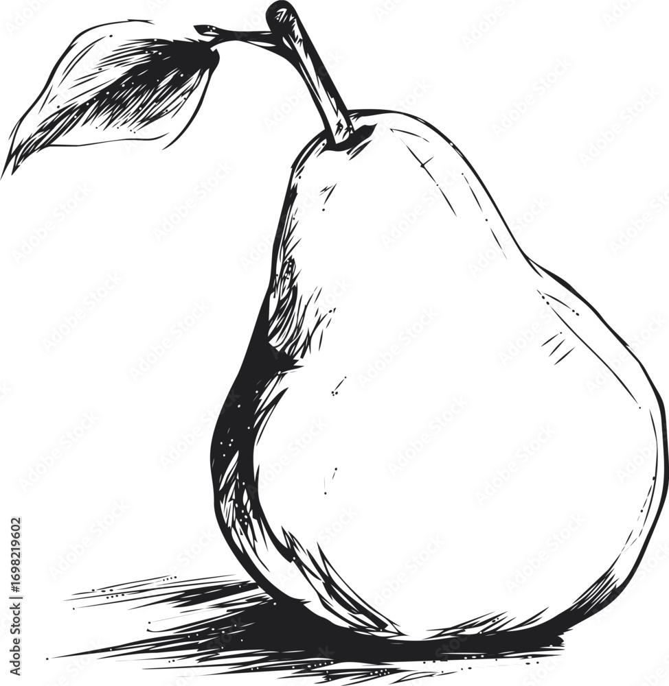 Poster pear vector sketch hand drawn line art in nature, pear in vintage engraving style — stock vector