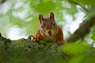 Close-up of a red squirrel peeking from a tree branch in natural habitat
