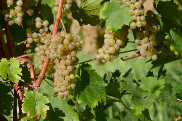 Sunlit bunch of white grapes ripening in vineyard on a bright morning