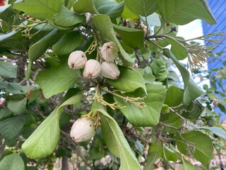 fruits on tree