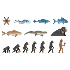 Evolution of Life - From Sea Star to Modern Human.
