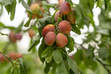 Ripe Plums Hanging on Branches in a Lush Orchard During Late Summer in a Temperate Climate Region