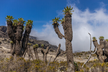 Mount Kilimanjaro Hiking Trail Way