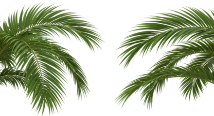 Tropical Palm Fronds: Two verdant palm fronds reach across a tranquil vista, a testament to the beauty of the tropics. Capturing the essence of serenity and exotic allure.