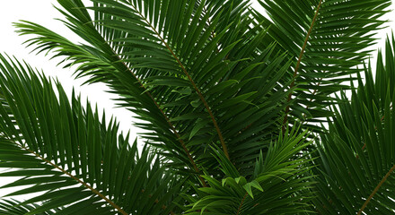 Palm Fronds in Sunlight: An evocative display of sunlight-drenched palm fronds against a vibrant background, showcasing nature's intricate details and the freshness of the tropics.