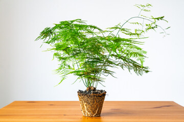 Portr&auml;t eines enttopften Zierspargels (Asparagus setaceus) mit Wurzelballen, Umtopfen