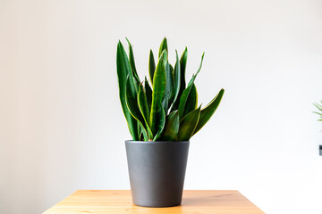 Portr&auml;t eines Bogenhanfs in einem schwarzen Topf auf einem Holztisch, minimalistisches Design