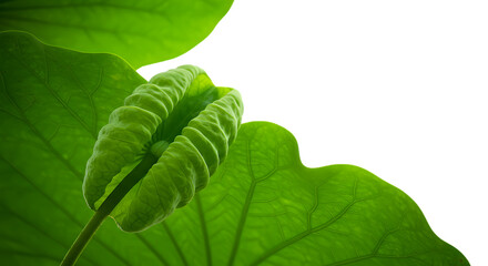 Emerging Lotus Leaf:  a close-up view of a young, vibrant lotus leaf unfurling, showcasing its intricate texture and fresh green hue. a symbol of purity, and new beginnings against a clean backdrop.