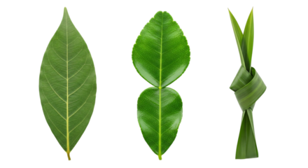 Three green leaves and a knot of leaves isolated on transparent background