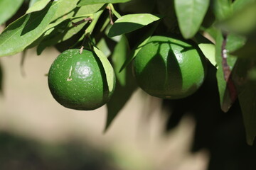 green tangerines on branch. ripening tangerines