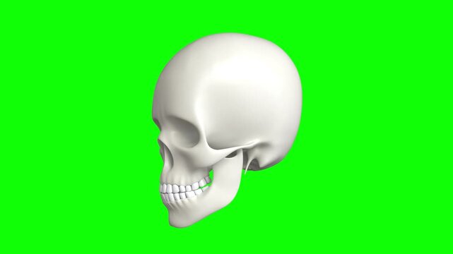 human skull 3d rotating  chroma key background