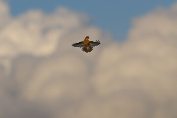 ホバリングしていたノビタキ