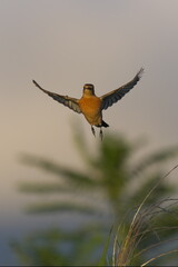 飛んでるノビタキ