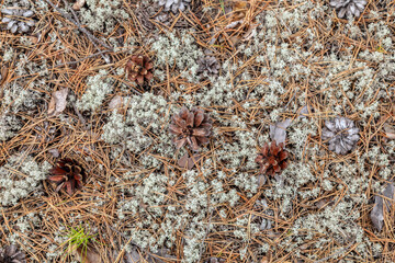 A pine cone lies on the ground covered in moss and scattered pine needles. In the background is a blurred forest path, creating a natural, calming atmosphere.