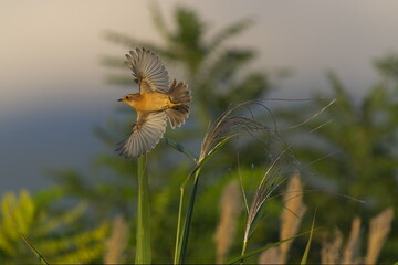 飛んだノビタキ