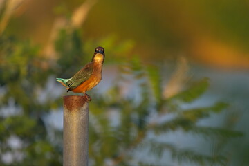 こちらを向いたカワセミ