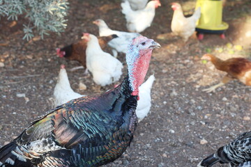 The red-capped black turkey is foraging on the land