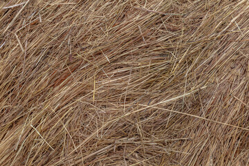 Hay texture. Hay bales are stacked in large stacks. Harvesting in agriculture.