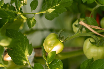 Fresh Green Tomatoes Growing on a Vine in a Garden During Late Summer Under Bright Sunlight