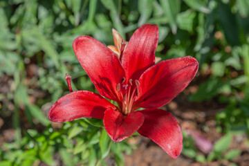 Red flower with a green stem