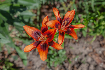 Two orange and black flowers are in a garden