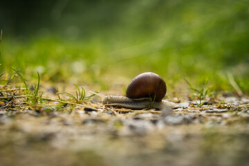 Close-up of a vineyard snail on grass in natural surroundings
