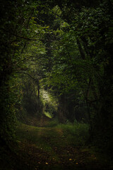 Mystical sunlit path through overgrown bushes forming a natural tunnel