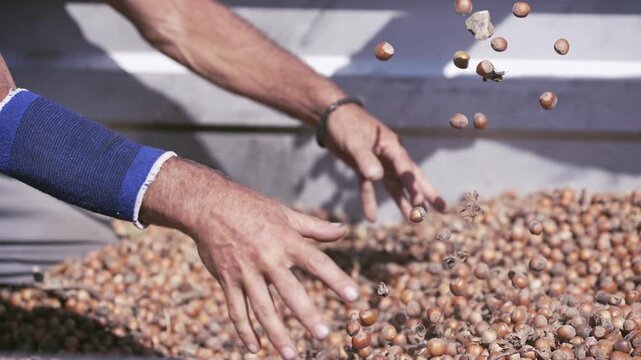 Hazelnut harvest. The farmer man agriculture worker holding the hazelnuts in his palm after picking them, slow motion
