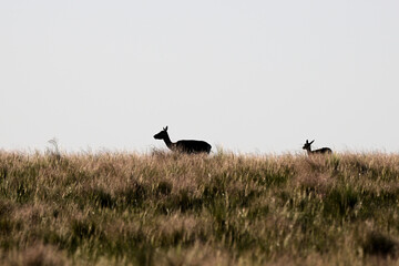 Mother and baby Blackbuck Antelope in Pampas plain environment, La Pampa province, Argentina