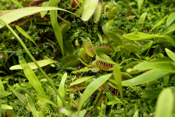 Close-up View of a Venus Flytrap Among Lush Green Vegetation in a Natural Habitat During Daylight