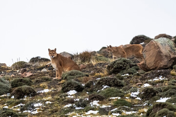Puma in mountain environment, Torres del Paine National Park, Patagonia, Chile.