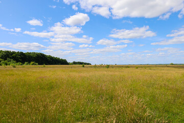 An endless field of tall grass stretching to the horizon under a bright blue sky with white clouds. This image conveys a sense of tranquility and freedom, as well as the majesty of nature on a summer 