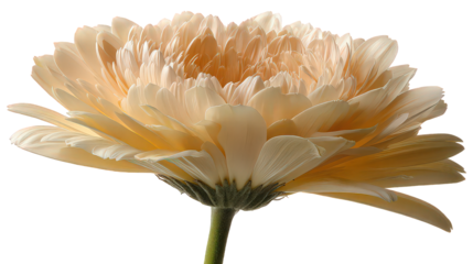 Peach Flower with Glitter Detail on Transparent Background