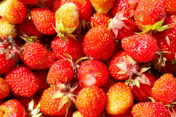 Close-up of ripe, shiny strawberries with some lighter, still unripe fruits. The vibrant texture and colors create a juicy and appetizing image, symbolizing freshness and summer.
