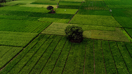 An aerial shot of a vibrant green agricultural field, divided into a geometric grid. A few...