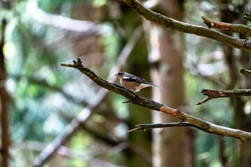 Chaffinch (Fringilla coelebs) perched on bare conifer branch in forest