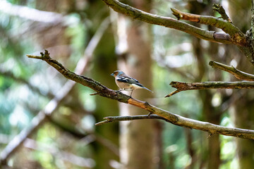 Chaffinch perched on branch in forest