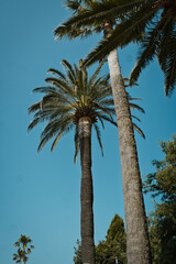 Vertical view of multiple palm trees against clear blue sky