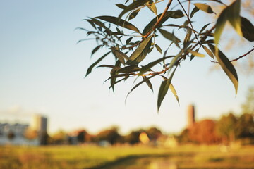 Leaves with blurred summer park background.Blurred landscape with green trees and houses in the background, photographed through leaves in the foreground. Atmospheric summer view with soft bokeh and d