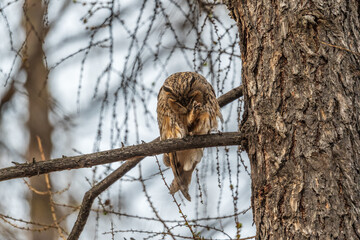 Long-eared owl (Asio otus), looking forward with wide opened eyes