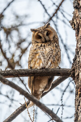 Long-eared owl (Asio otus), looking forward with wide opened eyes