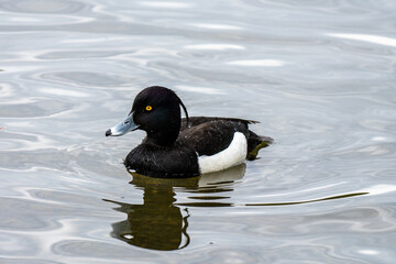 Tufted Duck (Aythya fuligula) swimming on a lake