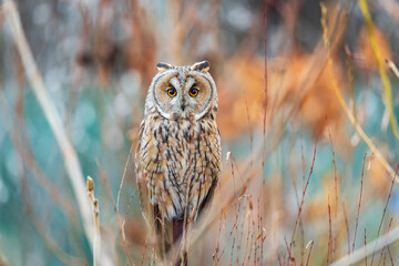Long-eared owl (Asio otus), looking forward with wide opened eyes