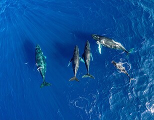 A majestic pod of humpback whales and a calf swimming together in the deep blue open ocean