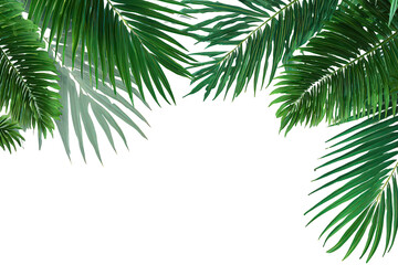 Lush Green Tropical Palm Leaves on Black Background