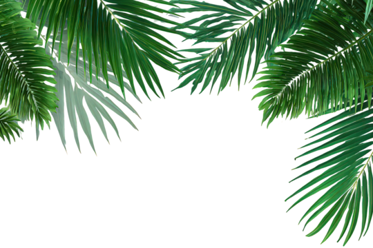 Lush Green Tropical Palm Leaves on Black Background - Powered by Adobe